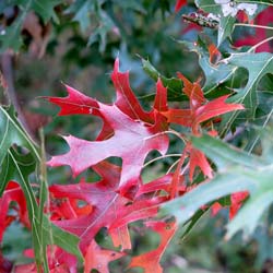 Quercus shumardii